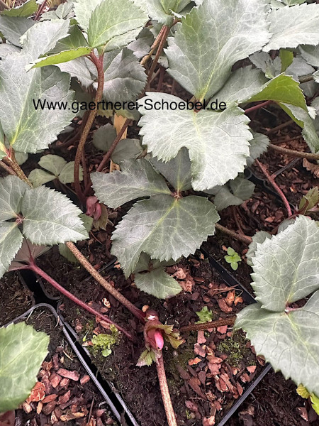 Helleborus x ericsm. „Pirouette“ ® (i.1lT.), Christrose