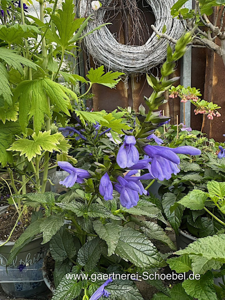 Salvia „Salgoon®“ (i. 14 cm T.)