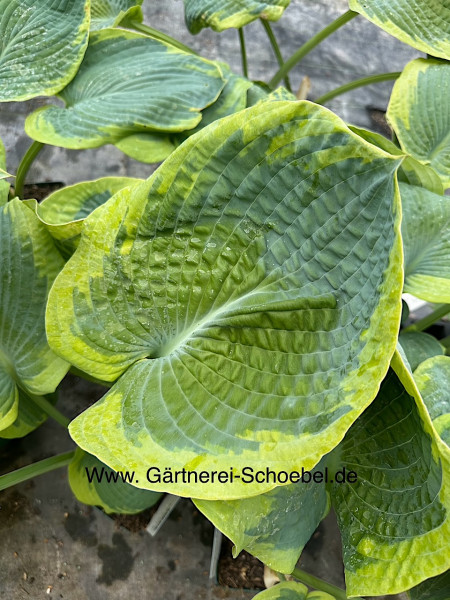 Hosta sieboldiana "Frances Williams" (i.12cmT. ) Blaue Gelbrand- Funkie