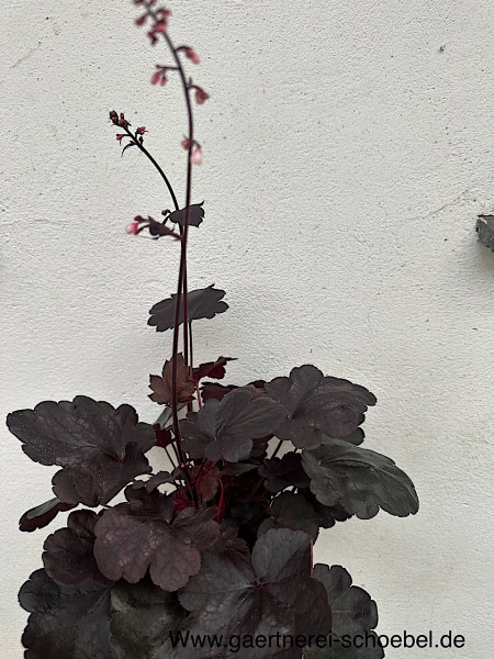 Heuchera micrantha „Starry Night“ (i.13cmT.) , Purpurglöckchen