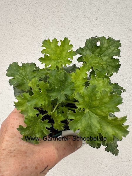 Heuchera micrantha „Apple Crisp“®. (i.12 cmT.), Purpur- Silberglöckchen