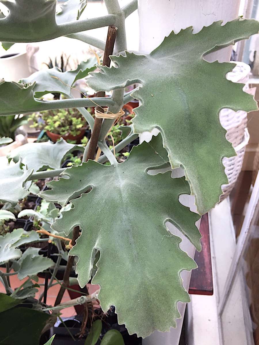 Kalanchoe beharensis (i.9-10cmT.), Elefantenohr - Kalanchoe | Kbelpflanzen  | Duft- und Wandelgrtnerei Schoebel