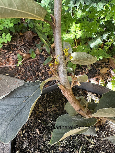 Hamamelis x intermedia „Westerstede“ (i. 7,5lT.) jetzt 80-100cm), Zaubernuss
