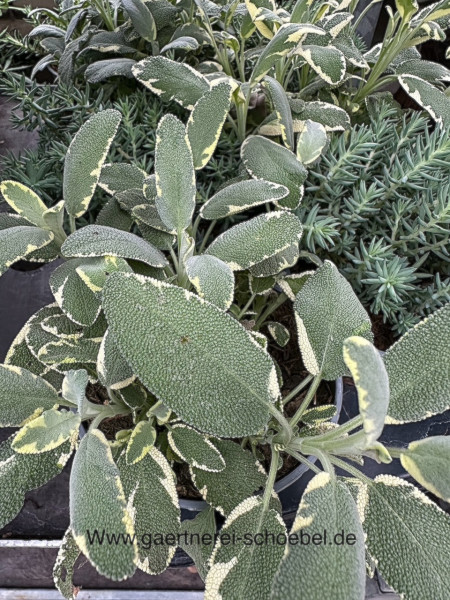 Salvia officinalis "Creme Bicolor" Gewürzsalbei