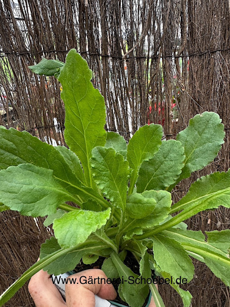Campanula medium (i.12cmT.), Marien-Glockenblume