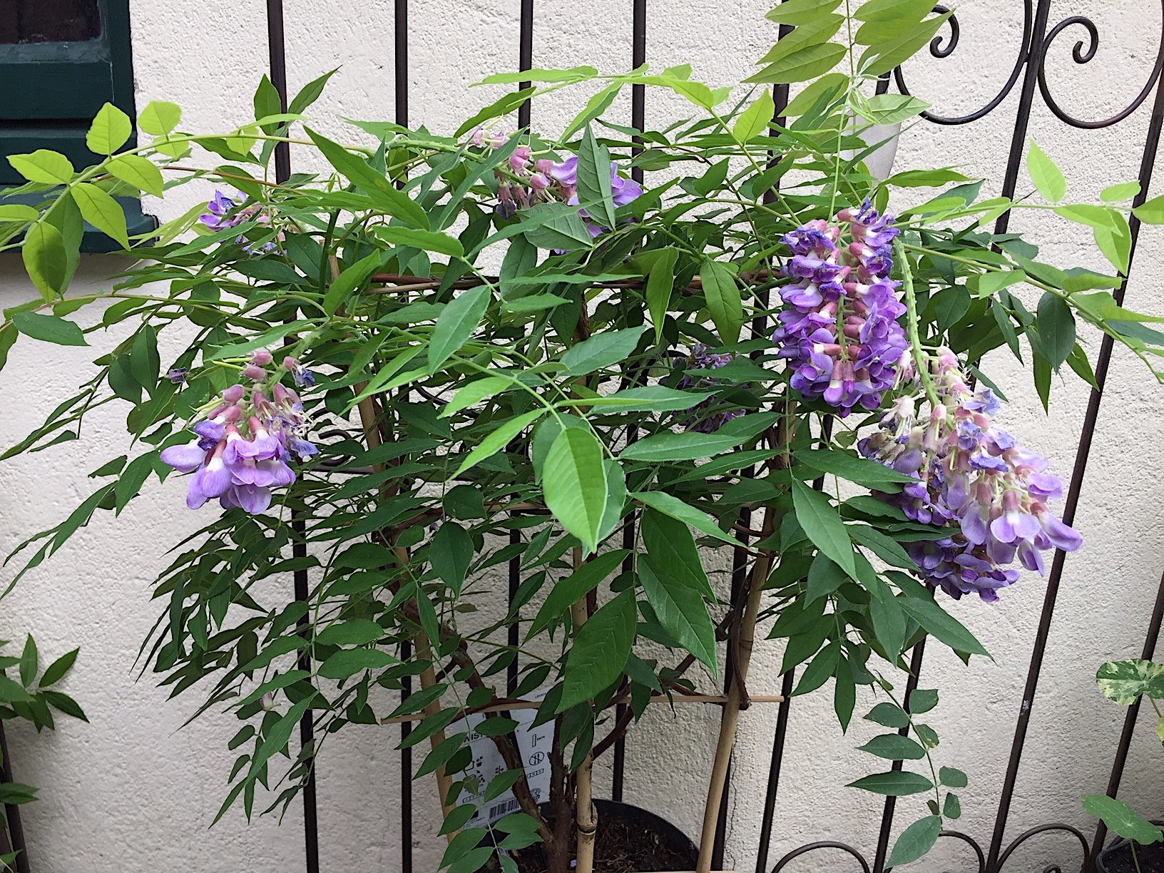 Wisteria frutescens am Spalier Amathyst Falls (i.19cmT.) Blauregen