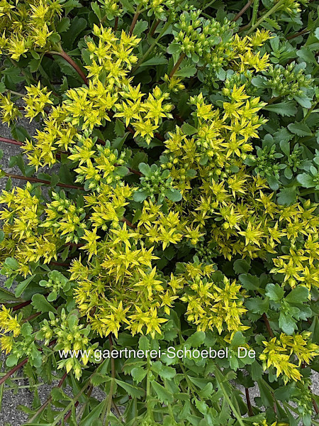 Sedum kamtschaticum „Aureum“ (i.11cmT.), Fette Henne