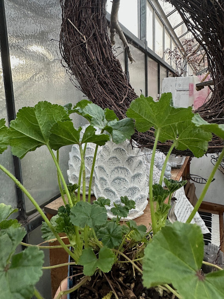 Malva sylvestris Wildstaude, kräftig pink - aubergine (i.12 cmT.), Wilde Malve