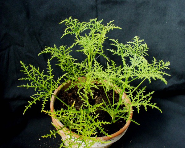 Pelargonium denticulatum (I.11cmT.)