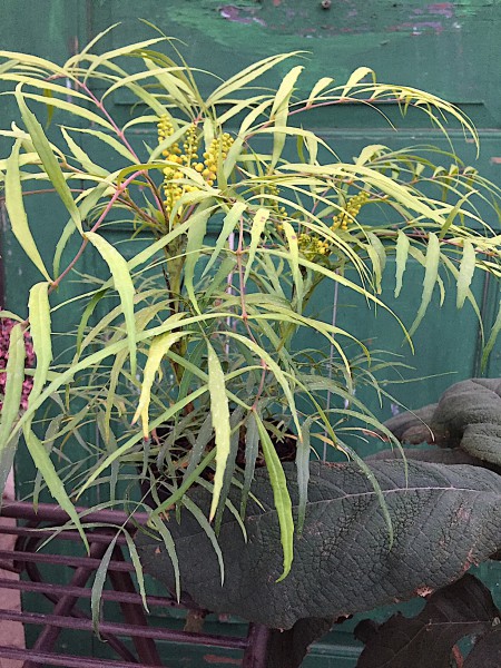 Mahonia eurybracteata „Soft Caress R“ (i.14 cmT.), Mahonie