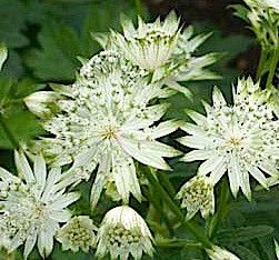 Astrantia major "Alba" (i.9cmT.) Sterndolde
