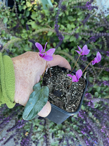 Cyclamen hederif. „Silberzunge“ kräftigrosa (i.9cmT.), Wildalpenveilchen