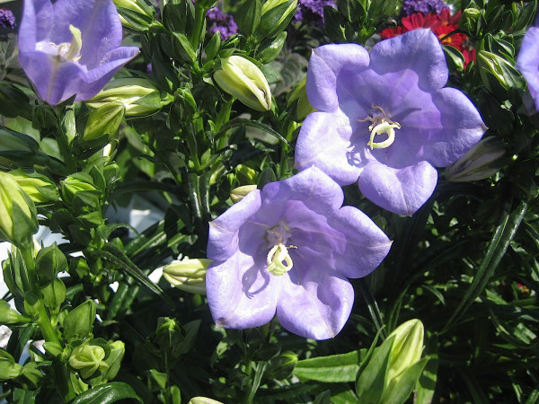 Campanula persicifolia "Telham Beauty" Glockenblume, Pfirsichblättrige (i.11cmT.)