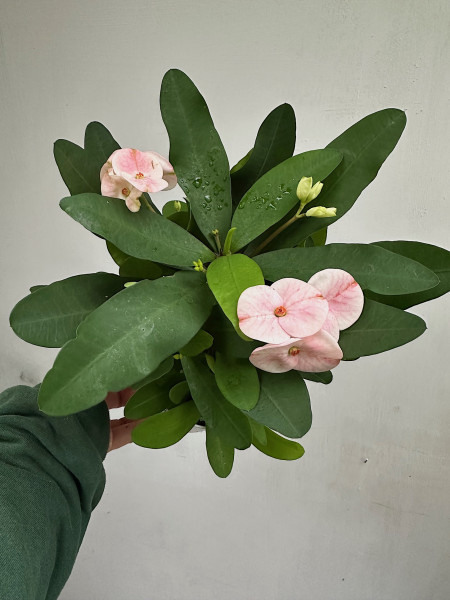 Euphorbia milii „Charlotte“® (i.12cm T.), Christusdorn