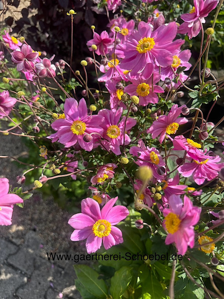 Anemone japonica ´Serenade`(i.3l T.) Japan-Anemone