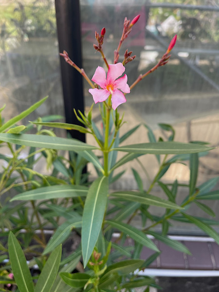 Nerium oleander „ rosa offene Blüte“ (i.17cmT.)Höhe 40-50 cm jetzt