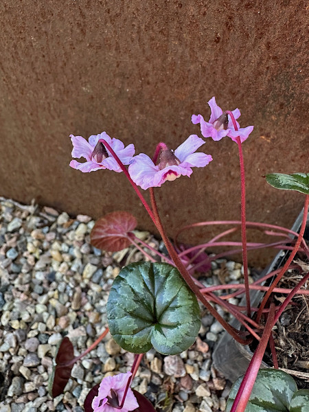 Cyclamen coum „Propeller“ (i.9cmT.), Frühlings Wildalpenveilchen