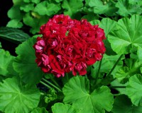 Pelargonium ´Plum Rambler` (i.10cmT.) Pelargonium ´Plum Rambler` (i.10cmT.)