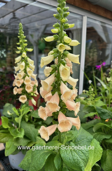 Digitalis purpurea „Dalmatian Peach“(i.17cmT.), Fingerhut