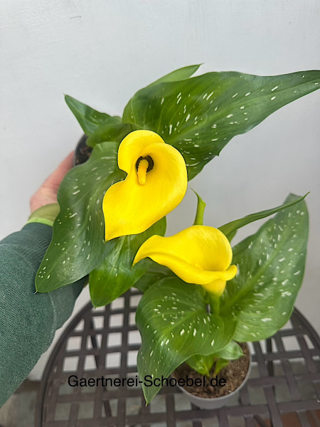 Zantedeschia aethiopica „gelber Zwerg“ (i.12cmT.), Calla Lily