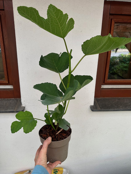 Ficus carica „Brown Turkey“ (i.15cm T.), Pfälzer Fruchtfeige , Bornholmer