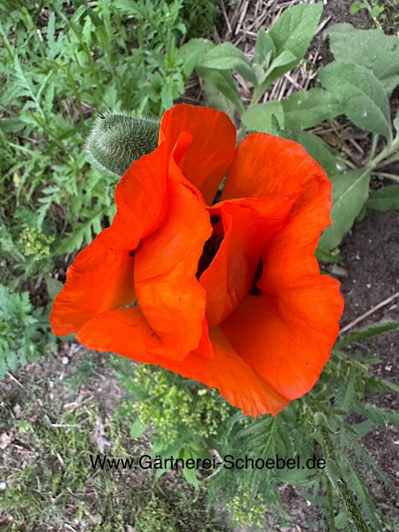 Papaver orientale „Beauty Livermere“ (i.11cmT.) Orientalischer, türkischer Mohn