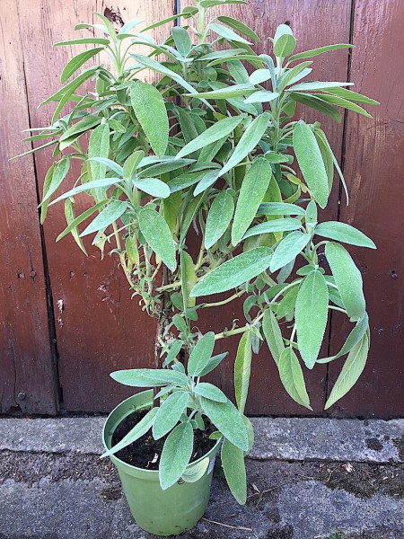 Salvia officinalis ´Berggarten Stämmchen`(i.13cmT.)