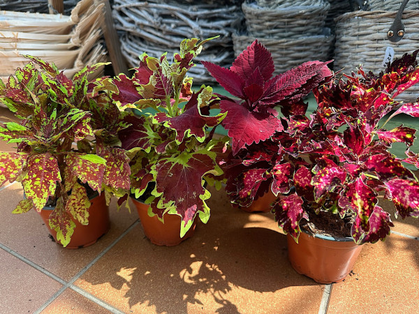 Coleus „Potpouri“ (4 im Pack je im ca 12 cmT.), Buntblatt, Buntnesseln