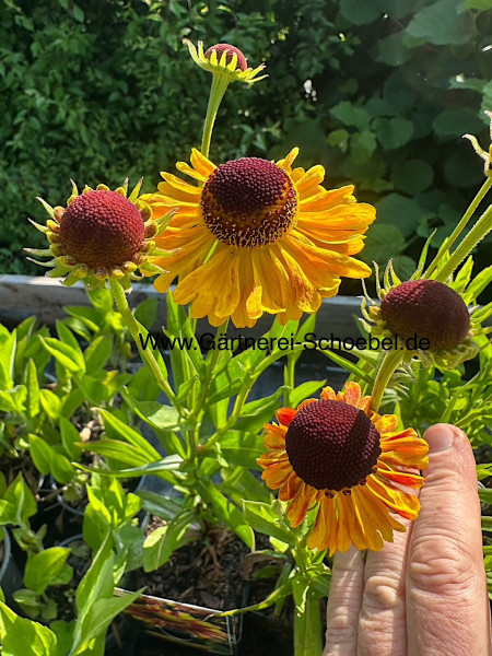 Helenium „Can Can“ ® (i.11cmT.), Sonnenbraut, rot - gelb
