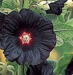 Alcea rosea "Black Knight"(i.9cmT.) Stockrose
