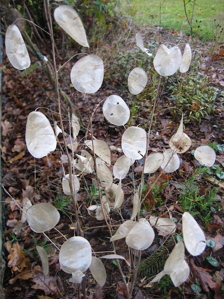 Lunaria rediviva (i.11mT,) Ausdauernde Silberblatt, Mondviola