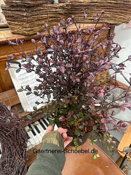 Lophomyrtus ralphii (i. 2l T.), Schopfmyrthe
