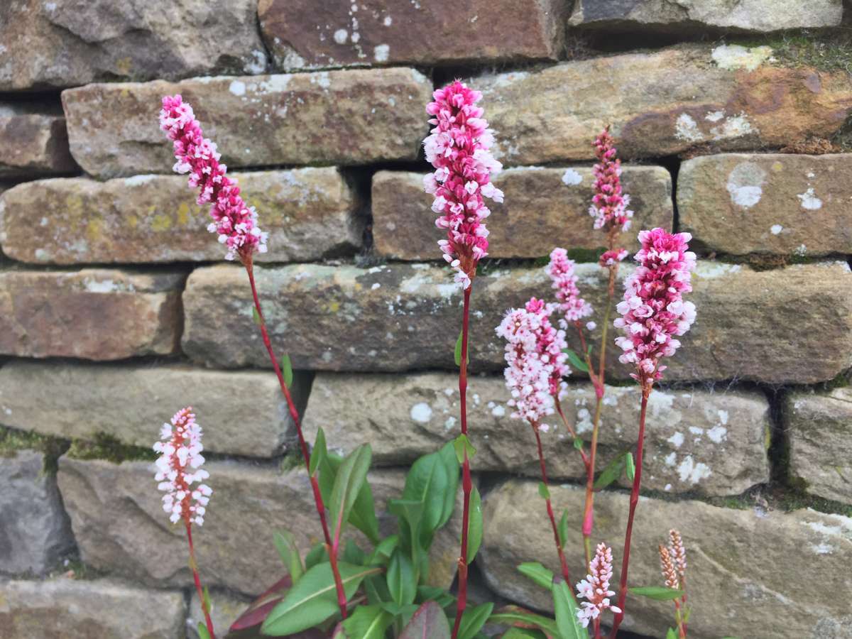 Bistorta Persicaria Polygonum affinis „Superbum“ Stauden Stauden