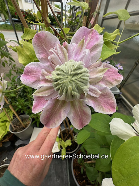 Clematis „Pistachio cake“ (i.2l T.), Waldrebe