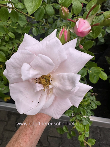Rosa New Dawn (i.7lT.), Kletterrose