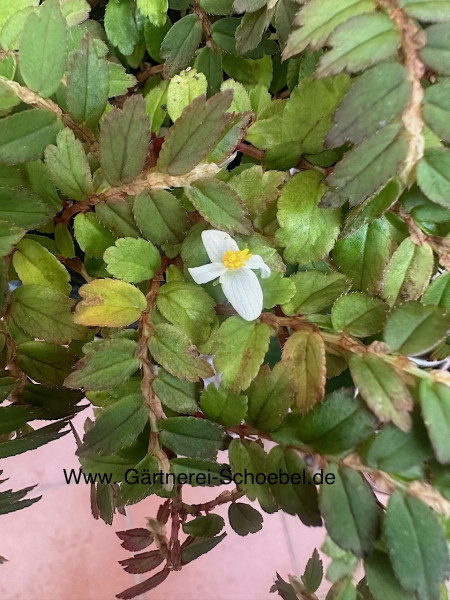Begonia foliosa var. „miniata“ (i.9cmT.)
