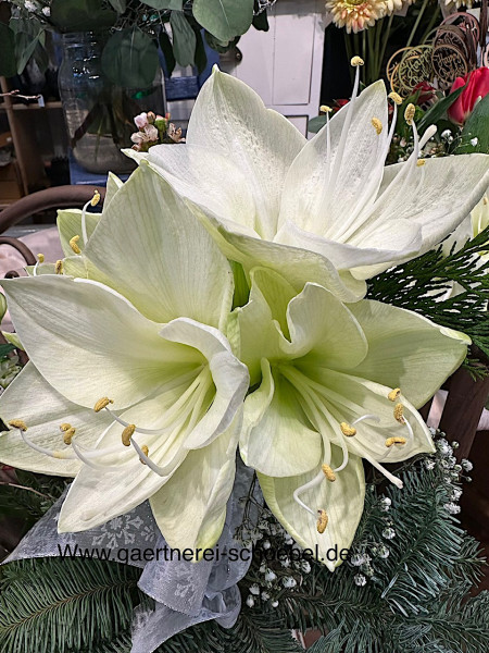 Amaryllis- Hippeastrum (Durchmesser Zwiebel ca 10-11cm) Ritterstern, weiss