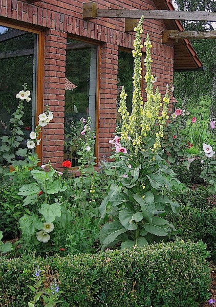 Verbascum olympicum (i.11cm T.) Olymp - Königskerze