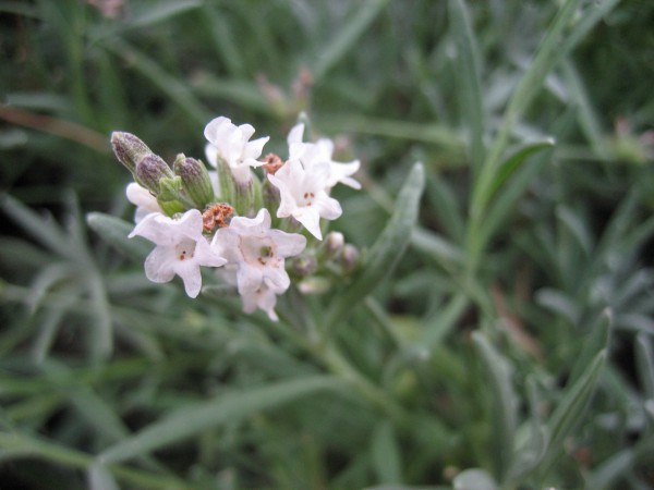 Lavandula angustifolia "Edelweiss" (i.9cmT.) Lavendel