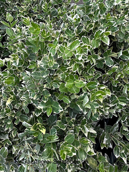 Euonimus fortunei „Emerald Gaiety“ (i.10cmT.)