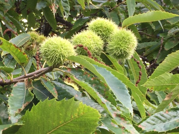 Castanea sativa (i.3lT.)Verkaufshöhe (i.3lT.)Verkaufshöhe ca 80 Marone, Esskastanie - Baum des Jahr