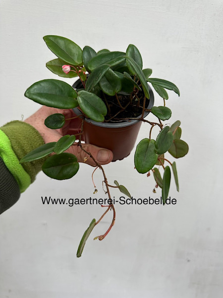 Begonia elaeagnifolia „Schulzei“ (i.9cmT.), botanische Begonie
