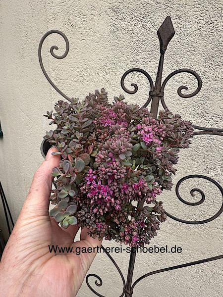 Sedum cauticola „Lidakense“ (i. 13cmT.), Fette Henne