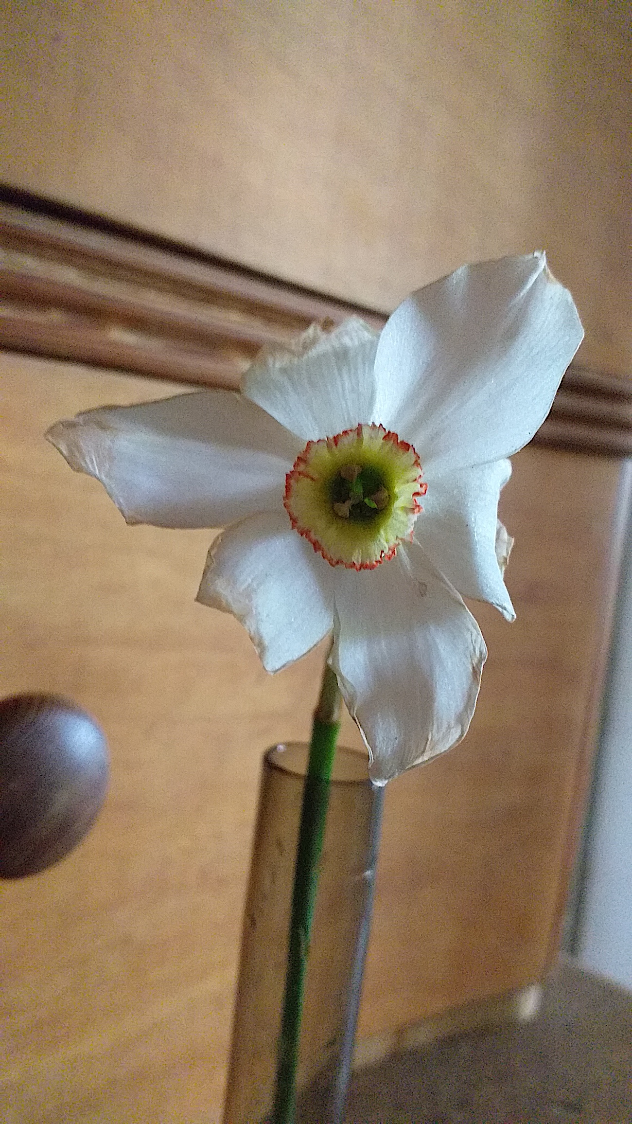 Narzissus poeticus "Actaea" (7 im Pack), Dichter Narzissen Knollen