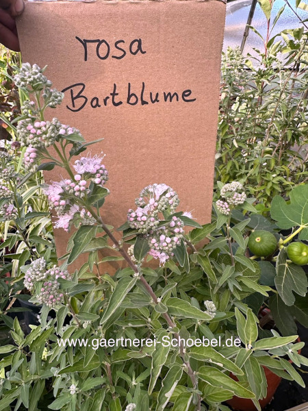 Caryopteris „Stephi (Lissteph PBR)- rosa (i.3lT.) rosa Bartblume