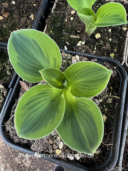 Hosta „Lucky Mouse“® (i.9cmT.), Funkie