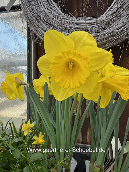 Narzissus „Dutch Master“(i.12 cm T- mehrere Zwiebeln.), grösste Osterglocke