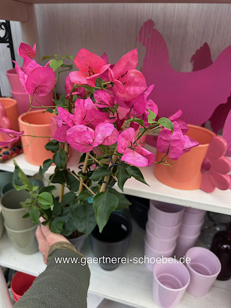 Bougainvillea neon pink (i.12cmT.)- ca 40 cm lang