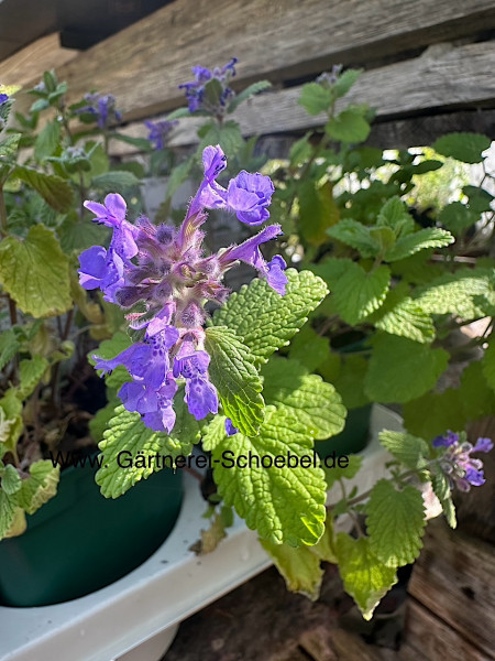 Nepeta cataria ssp. citriodora„Odeur Citron“(i.11cmT.)Zitronen- Katzenminze, blau
