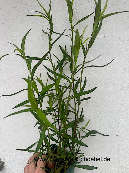 Aster turbinellus „JS®El Fin“ (i.12cmT.), Prärie Aster